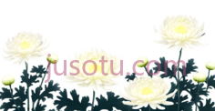 菊花,园林,风景PNG