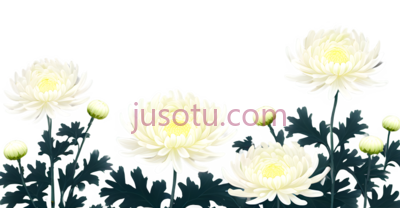 菊花,园林,风景, PNG
