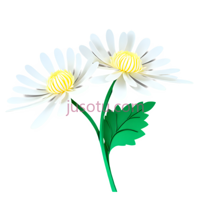 白菊花,纸艺, PNG