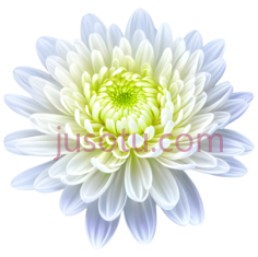 菊花,光环, PNG