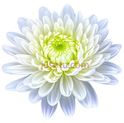 菊花,光环, PNG