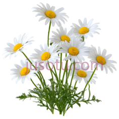 雏菊,自然,白色,黄色PNG