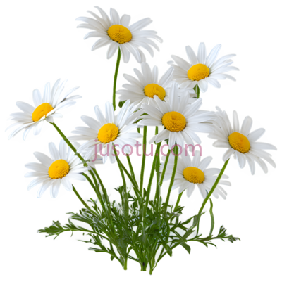 雏菊,自然,白色,黄色, PNG