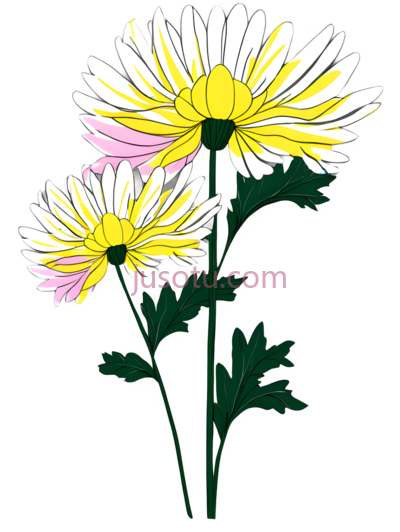 菊花,插画,黄色,白色,绿色, PNG