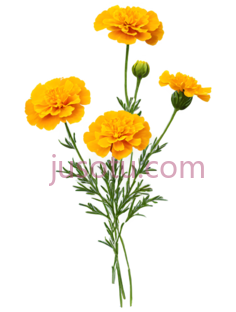 金盏花PNG