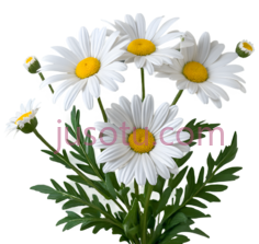 花, PNG