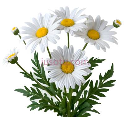 花, PNG