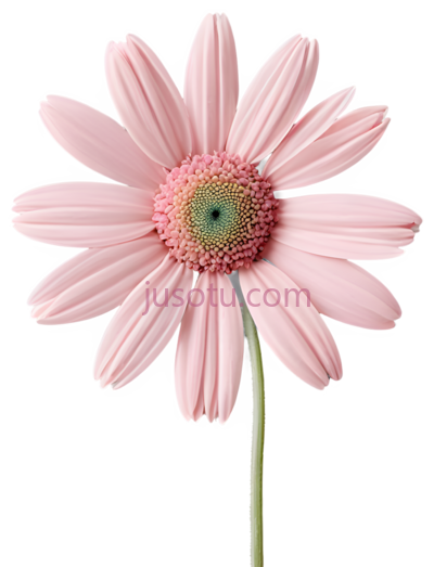 粉色雏菊, PNG