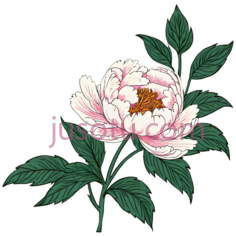 牡丹, PNG