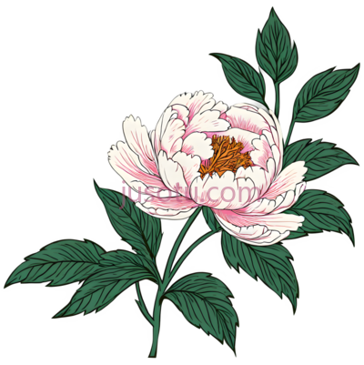牡丹, PNG