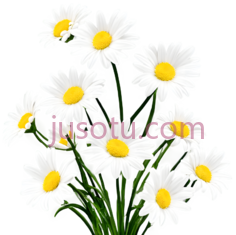 雏菊,插画,白色,黄色PNG