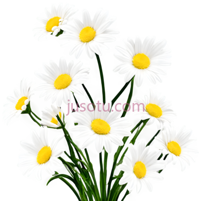 雏菊,插画,白色,黄色, PNG