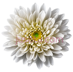 野菊花,花瓣PNG