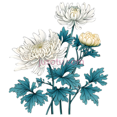 菊花,花卉, PNG