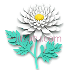 菊花,拼贴PNG