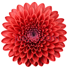 红色,菊花, PNG