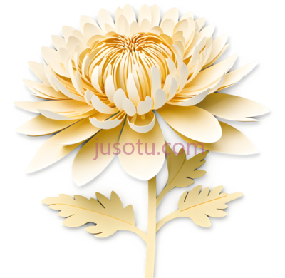 菊花,拼贴, PNG