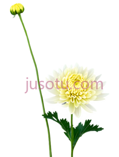 菊花,菊花PNG