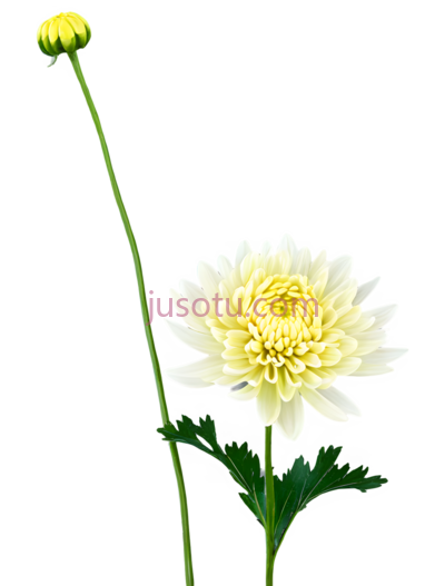 菊花,菊花, PNG
