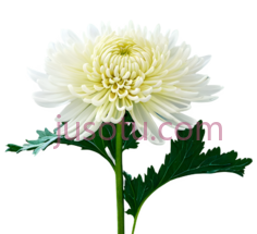 菊花,菊花PNG