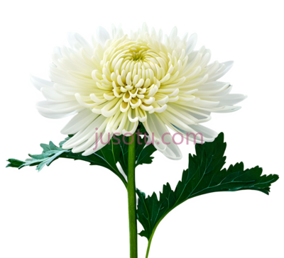 菊花,菊花, PNG