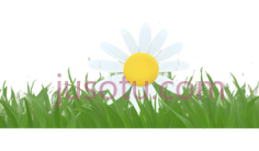绿草,小雏菊PNG