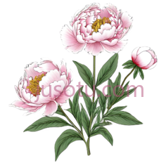牡丹,插画,粉色,绿色PNG