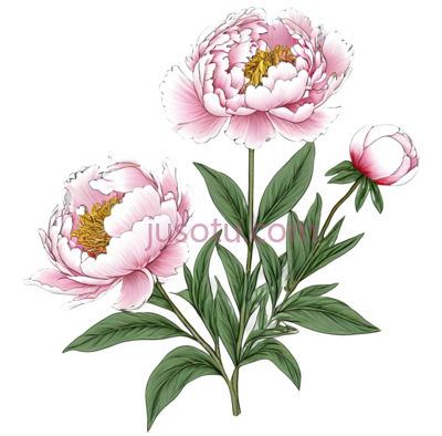 牡丹,插画,粉色,绿色, PNG