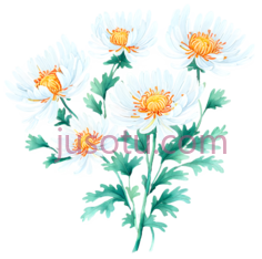 野菊花,花瓣PNG