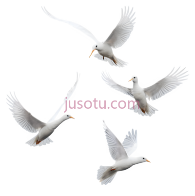 鸽子,飞翔,白色, PNG