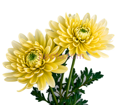 秋菊, PNG