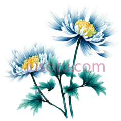 菊花,花卉PNG