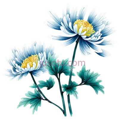 菊花,花卉, PNG