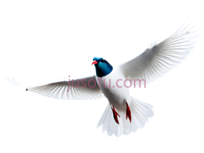 鸟, PNG