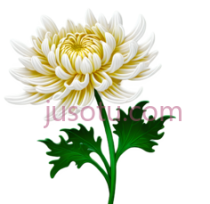 浮雕,菊花PNG
