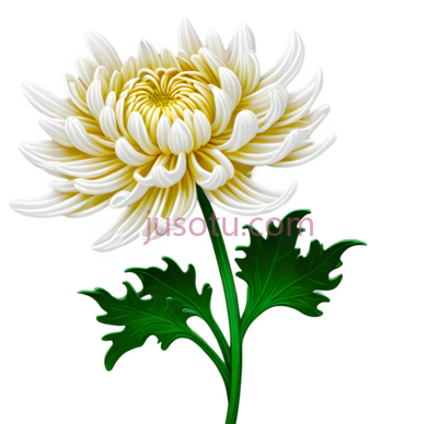 浮雕,菊花, PNG