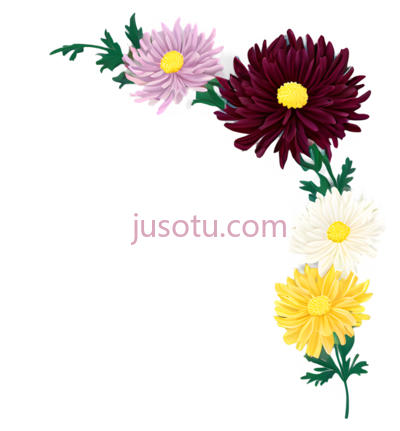 菊花,插画,黄色,白色,紫色,红色, PNG