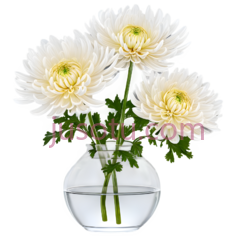 菊花,玻璃瓶子PNG