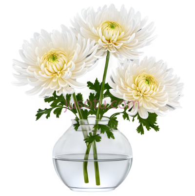 菊花,玻璃瓶子, PNG
