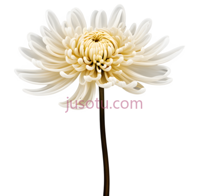 菊花,飘浮, PNG