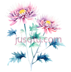 孤菊PNG