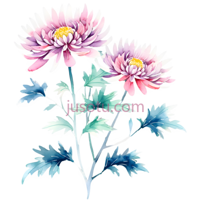 孤菊, PNG