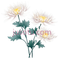 菊花,花瓣PNG