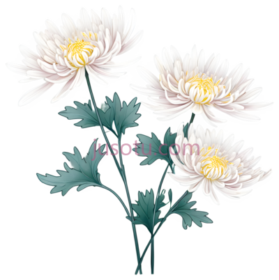 菊花,花瓣, PNG