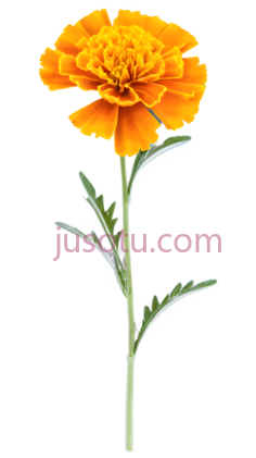 金盏花PNG