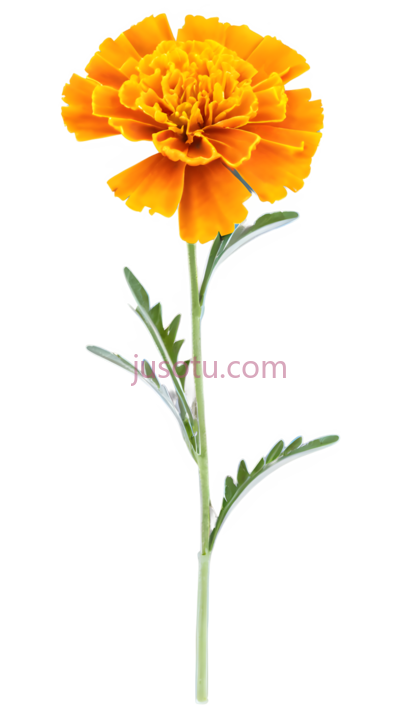金盏花, PNG
