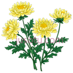 菊花,插画,黄色,绿色PNG