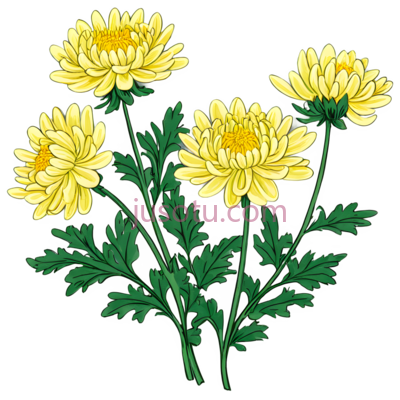 菊花,插画,黄色,绿色, PNG