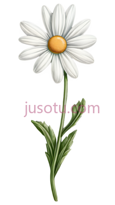 植物,雏菊PNG