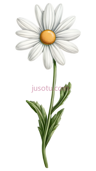 植物,雏菊, PNG